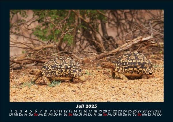 Produktbild: Schildkr&ouml;tenzauber 2025 Fotokalender DIN A5