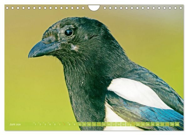 Produktbild: Rabenv&ouml;gel: Schwarz, schlau, sch&ouml;n (Wandkalender 2026 DIN A4 quer), CALVENDO Monatskalender