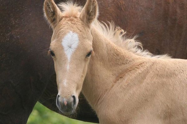 Produktbild: Der kleine Hengst und die Pferdediebe