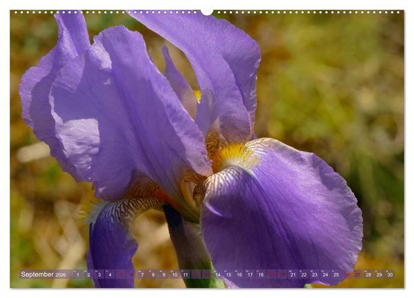 Produktbild: Iris - mond&auml;ne Gartensch&ouml;nheit (hochwertiger Premium Wandkalender 2026 DIN A2 quer), Kunstdruck in Hochglanz