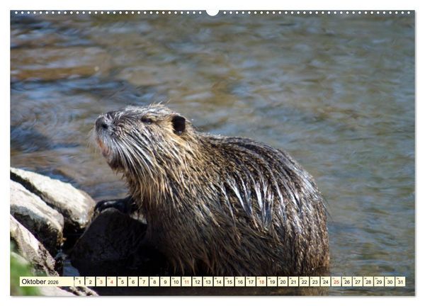 Produktbild: Nutrias Pei&szlig;nitzinsel Halle Saale (hochwertiger Premium Wandkalender 2026 DIN A2 quer), Kunstdruck in Hochglanz