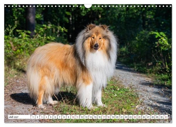 Produktbild: Traumhund Collie - Mein bester Freund (Wandkalender 2027 DIN A3 quer), CALVENDO Monatskalender