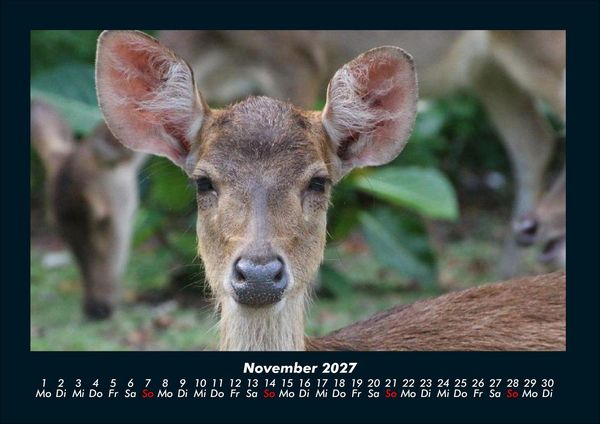 Produktbild: Der Tierkalender 2027 Fotokalender DIN A4