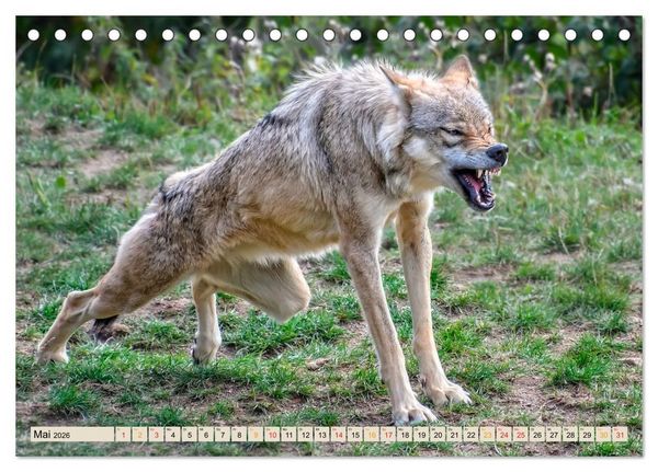 Produktbild: Wolf - Imposanter J&auml;ger (Tischkalender 2026 DIN A5 quer), CALVENDO Monatskalender