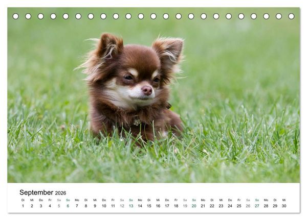 Produktbild: Chihuahuas - kleine Herzensbrecher (Tischkalender 2026 DIN A5 quer), CALVENDO Monatskalender