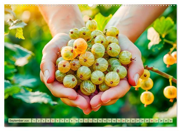 Produktbild: Erntegl&uuml;ck - Eine handvoll s&uuml;&szlig;er Fr&uuml;chte zum Anbei&szlig;en (Wandkalender 2026 DIN A2 quer), CALVENDO Monatskalender
