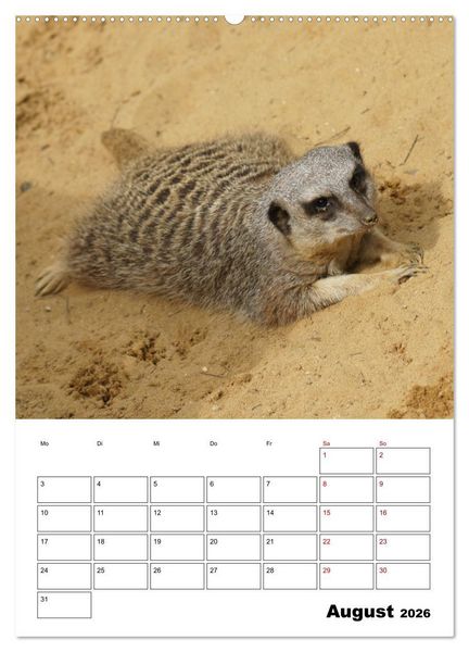 Produktbild: Niedliche Erdm&auml;nnchen (Wandkalender 2026 DIN A2 hoch), CALVENDO Monatskalender