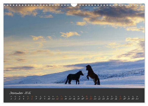 Produktbild: Islandpferde im Isi-Land (Wandkalender 2026 DIN A3 quer), CALVENDO Monatskalender