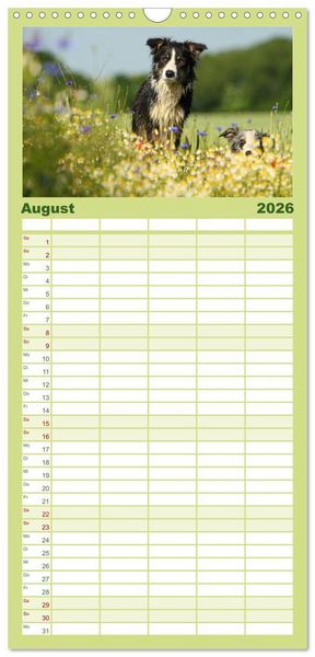 Produktbild: Familienplaner 2026 - Der Bordercollie-Kalender mit 5 Spalten (Wandkalender, 21 x 45 cm) CALVENDO