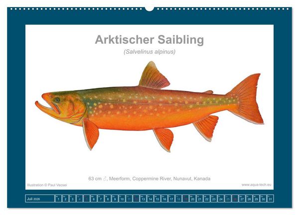 Produktbild: Fisch als Kunst 2026: Amerikanische Saiblinge (Wandkalender 2026 DIN A2 quer), CALVENDO Monatskalender
