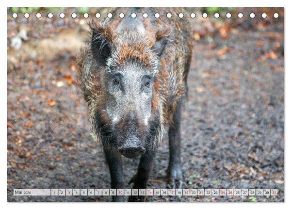 Produktbild: Wildschweine - Im Schatten des Waldes (Tischkalender 2026 DIN A5 quer), CALVENDO Monatskalender