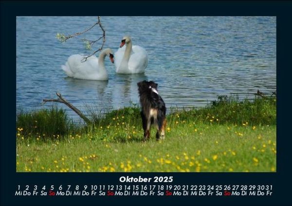 Produktbild: Hunde 2025 Fotokalender DIN A5