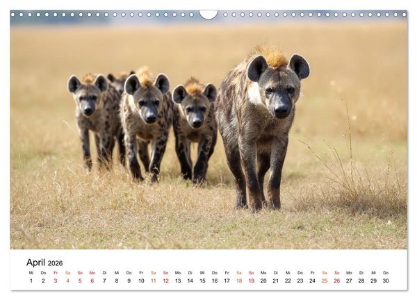Produktbild: Hy&auml;nen - Afrikas geheimnisvolle J&auml;ger (Wandkalender 2026 DIN A3 quer), CALVENDO Monatskalender