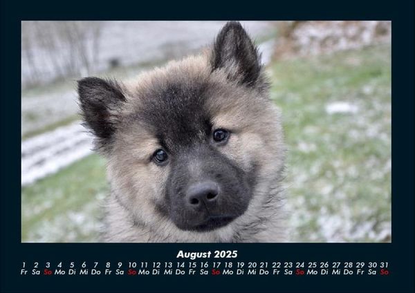 Produktbild: Hundezauber 2025 Fotokalender DIN A4