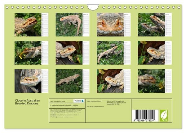 Produktbild: Close to Australian Bearded Dragons (Wall Calendar 2026 DIN A4 landscape), CALVENDO 12 Month Wall Calendar