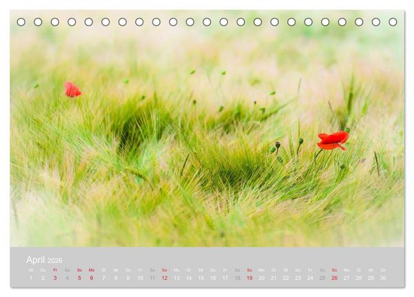 Produktbild: Zauber des Mohns (Tischkalender 2026 DIN A5 quer), CALVENDO Monatskalender
