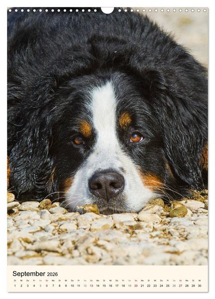 Produktbild: Die sch&ouml;nste Rasse der Welt - Berner Sennenhund (Wandkalender 2026 DIN A3 hoch), CALVENDO Monatskalender