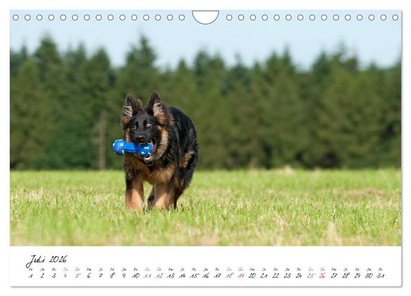 Produktbild: Junge Deutsche Sch&auml;ferhunde (Wandkalender 2026 DIN A4 quer), CALVENDO Monatskalender