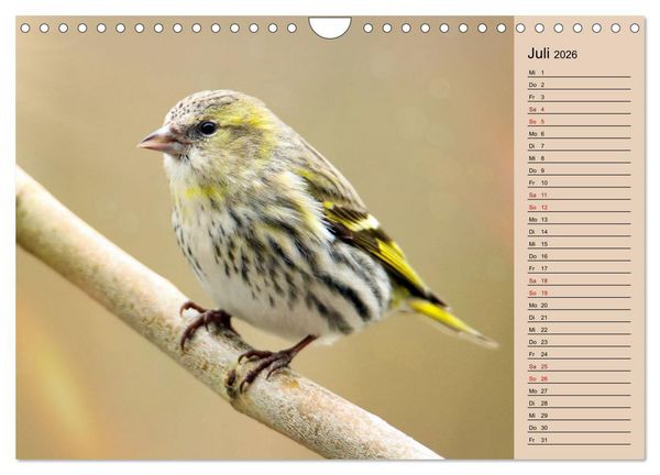 Produktbild: Erlenzeisige (Wandkalender 2026 DIN A4 quer), CALVENDO Monatskalender