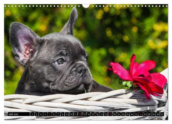 Produktbild: Franz&ouml;sische Bulldogge - Clown auf 4 Pfoten (Wandkalender 2026 DIN A3 quer), CALVENDO Monatskalender