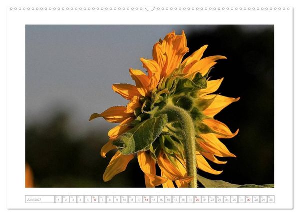 Produktbild: Sonnentage 2027 (hochwertiger Premium Wandkalender 2027 DIN A2 quer), Kunstdruck in Hochglanz