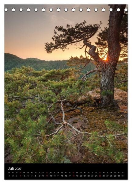 Produktbild: NATURWUNDER PF&Auml;LZERWALD (Tischkalender 2027 DIN A5 hoch), CALVENDO Monatskalender