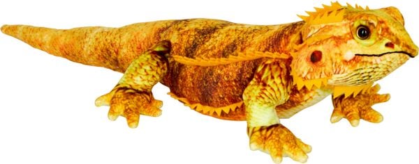 Produktbild: Bartagame - Nature Zoom Wild
