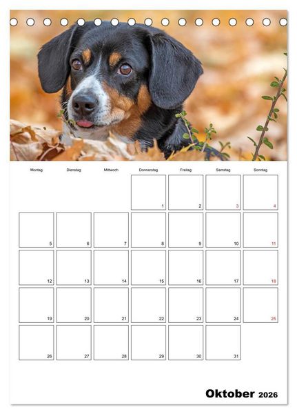 Produktbild: Entlebucher Sennenhunde begleiten Sie durch das Jahr (Tischkalender 2026 DIN A5 hoch), CALVENDO Monatskalender