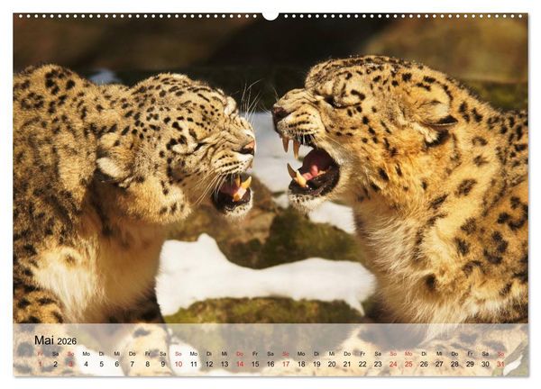 Produktbild: Leoparden. Elegante J&auml;ger (hochwertiger Premium Wandkalender 2026 DIN A2 quer), Kunstdruck in Hochglanz