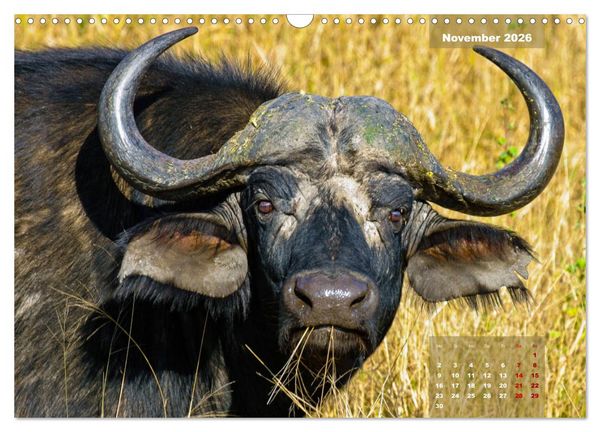 Produktbild: Faszinierende Tierwelt des Kruger National Parks (Wandkalender 2026 DIN A3 quer), CALVENDO Monatskalender