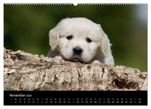 Produktbild: Hundewelpen (Wandkalender 2026 DIN A2 quer), CALVENDO Monatskalender