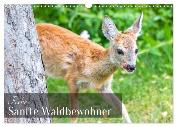 Produktbild: Rehe - Sanfte Waldbewohner (Wandkalender 2026 DIN A3 quer), CALVENDO Monatskalender