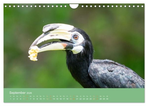 Produktbild: Zwischen Nebel und Baumriesen - V&ouml;gel Borneos (Wandkalender 2026 DIN A4 quer), CALVENDO Monatskalender