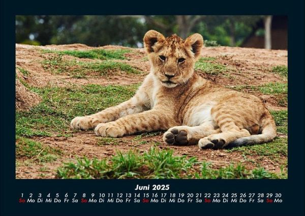 Produktbild: L&ouml;wen in der Wildnis 2025 Fotokalender DIN A4