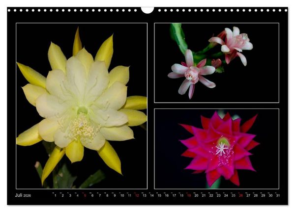 Produktbild: Epiphyllum-Hybriden (Wandkalender 2026 DIN A3 quer), CALVENDO Monatskalender