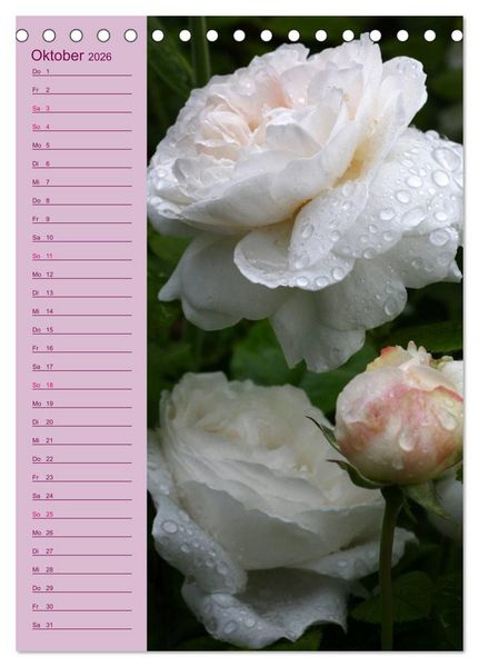 Produktbild: Rosen Symphonie (Tischkalender 2026 DIN A5 hoch), CALVENDO Monatskalender