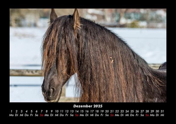 Produktbild: Pferdetraum 2025 Fotokalender DIN A3