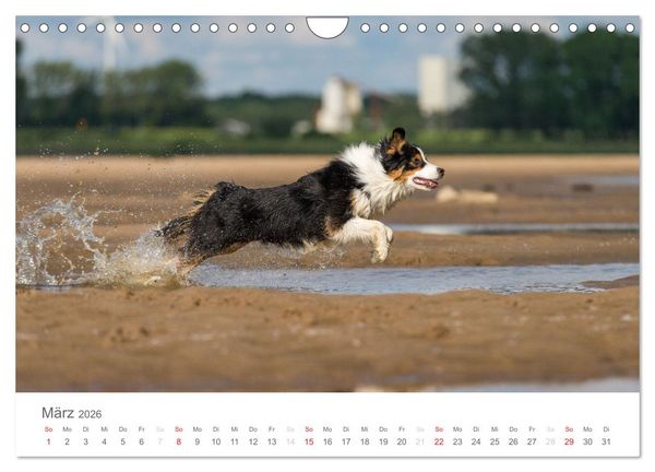 Produktbild: Australian Shepherd 2026 (Wandkalender 2026 DIN A4 quer), CALVENDO Monatskalender