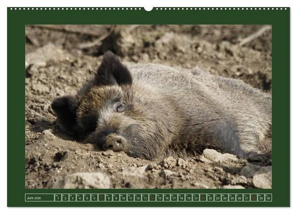 Produktbild: Schweinkram - Die Wildschweine sind los (Wandkalender 2026 DIN A2 quer), CALVENDO Monatskalender