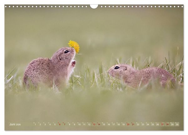 Produktbild: Zauberhafte Ziesel (Wandkalender 2026 DIN A3 quer), CALVENDO Monatskalender