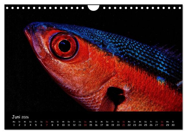 Produktbild: Die Welt unter Wasser (Wandkalender 2026 DIN A4 quer), CALVENDO Monatskalender