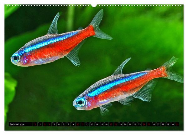 Produktbild: Beliebte Fische der Welt (Wandkalender 2026 DIN A2 quer), CALVENDO Monatskalender