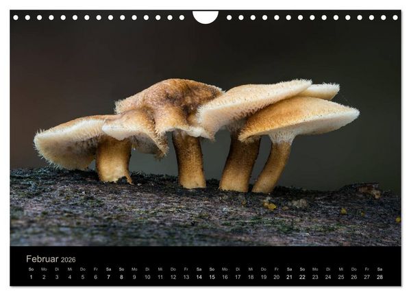 Produktbild: PILZE IM FOKUS 2026 (Wandkalender 2026 DIN A4 quer), CALVENDO Monatskalender