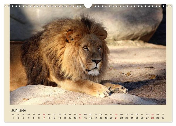 Produktbild: L&ouml;wen im Tierpark Hagenbeck (Wandkalender 2026 DIN A3 quer), CALVENDO Monatskalender