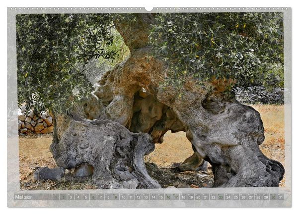 Produktbild: ALTE OLIVENB&Auml;UME Zeugen der Antike (hochwertiger Premium Wandkalender 2027 DIN A2 quer), Kunstdruck in Hochglanz