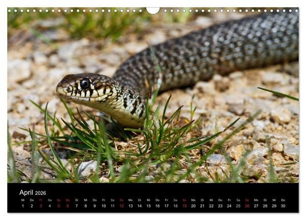 Produktbild: Reptilienkalender 2026 (Wandkalender 2026 DIN A3 quer), CALVENDO Monatskalender