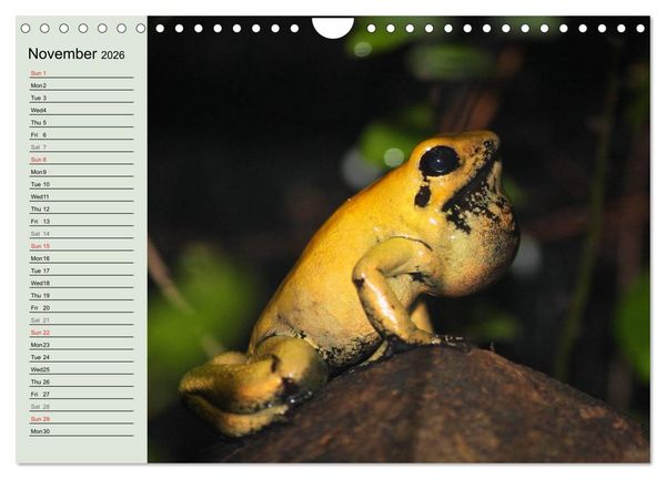 Produktbild: Poison dart frogs / UK-Version / Birthday Calendar (Wall Calendar 2026 DIN A4 landscape), CALVENDO 12 Month Wall Calendar
