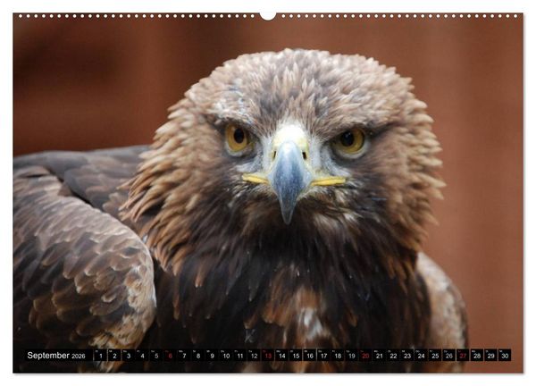 Produktbild: Adler und Greife - K&ouml;nige des Himmels (hochwertiger Premium Wandkalender 2026 DIN A2 quer), Kunstdruck in Hochglanz