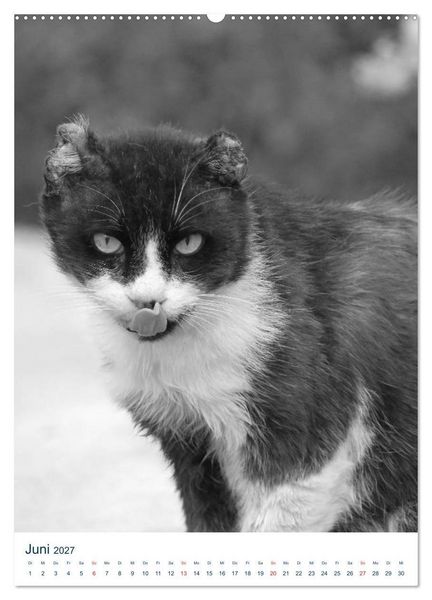 Produktbild: Wilde Katzen - Korsikas Samtpfoten (Wandkalender 2027 DIN A2 hoch), CALVENDO Monatskalender