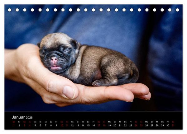 Produktbild: Mopswelpen (Tischkalender 2026 DIN A5 quer), CALVENDO Monatskalender